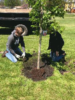 2020 Arbor Day Tree Planting